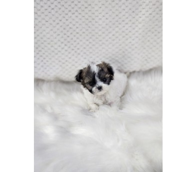 말티푸 분양합니다!